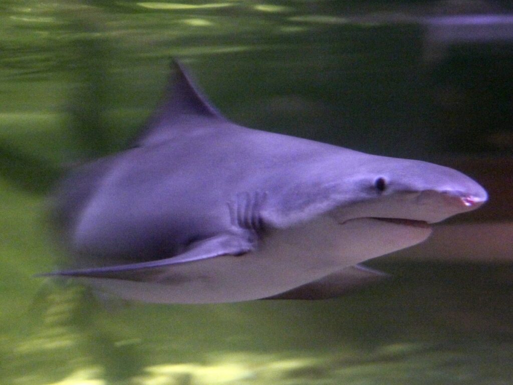 Speartooth shark