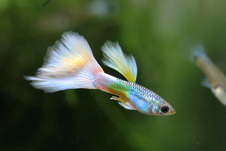 Albino Koi Guppy: A Beginner’s Guide to Caring for this Unique Fish