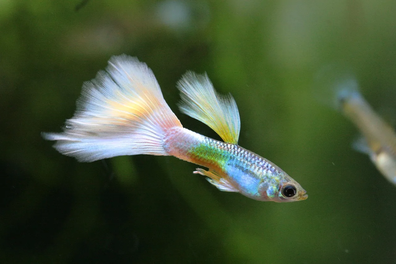 Albino Guppy: A Beginner's Guide to Care, Breeding, and More
