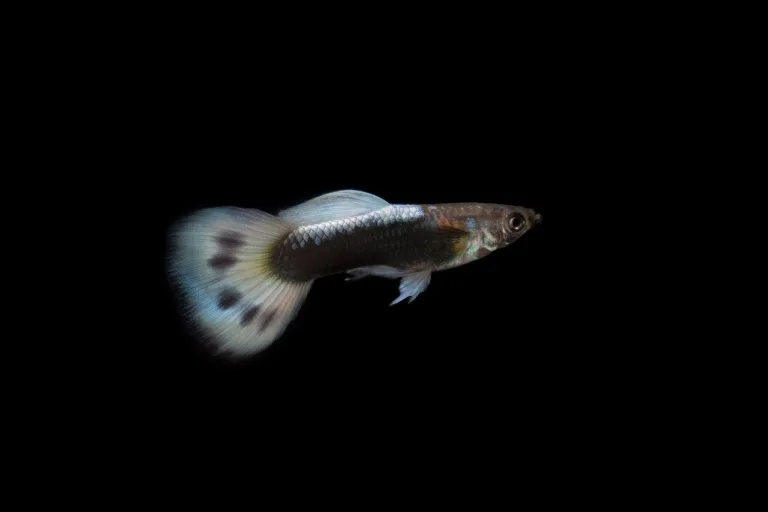 Black Guppy: A Stunning Aquarium Fish