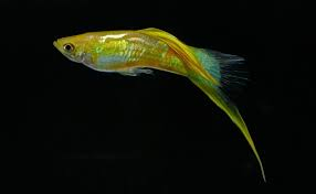 Swordtail Guppy: A Comprehensive Guide to Care, Breeding, and Maintenance
