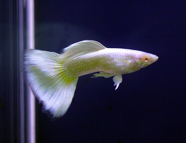 Platinum Guppy: A Beginner’s Guide to Care