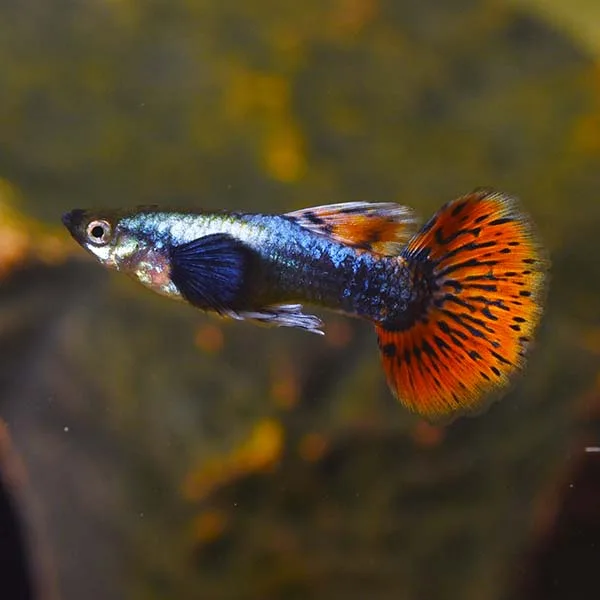 Blue Dragon Guppy: A Complete Beginners Care Guide